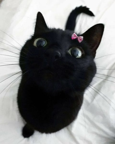 120 картинок с черными котами и котятами #7