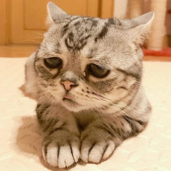 110 фото грустных и плачущих котиков и котят #32