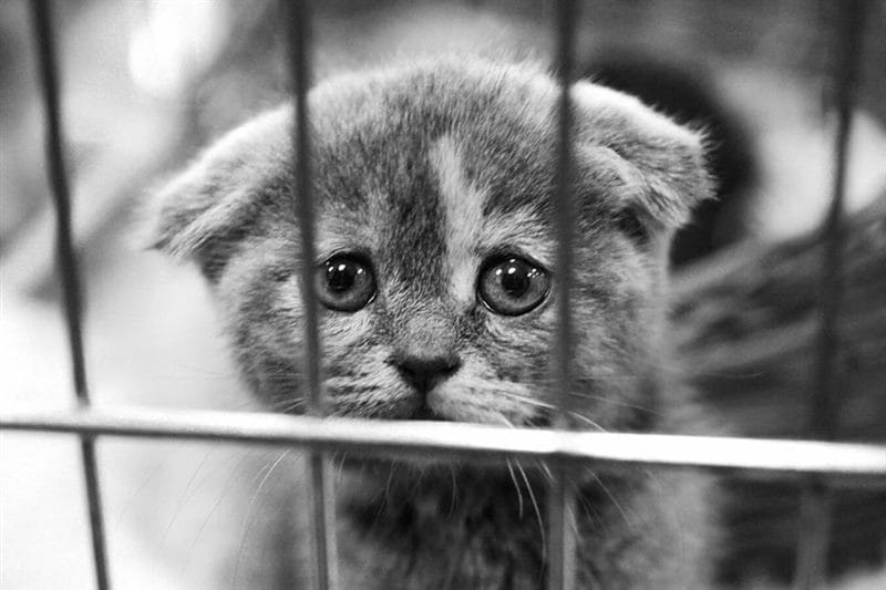 110 фото грустных и плачущих котиков и котят #104