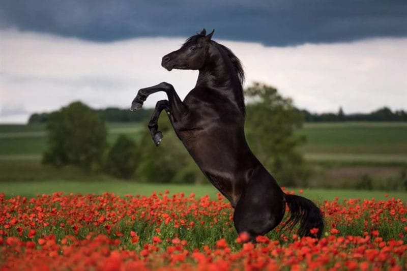 180 картинок с красивыми лошадьми #66