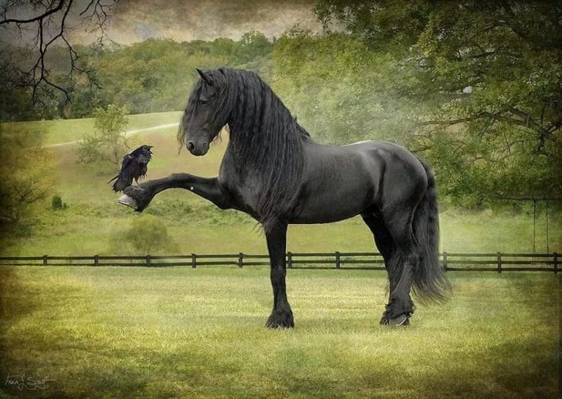 180 картинок с красивыми лошадьми #140