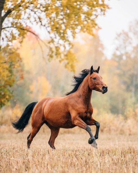 180 картинок с красивыми лошадьми #68