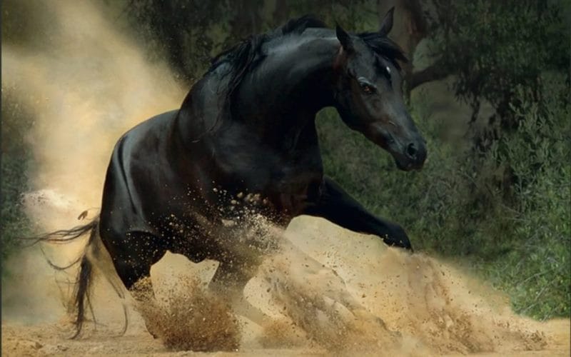 180 картинок с красивыми лошадьми #131