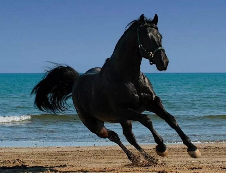 180 картинок с красивыми лошадьми #65