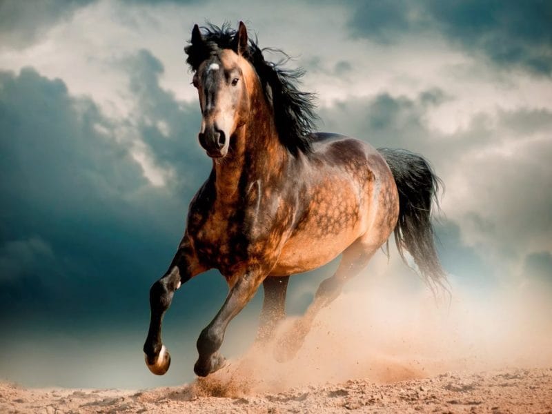 180 картинок с красивыми лошадьми #42