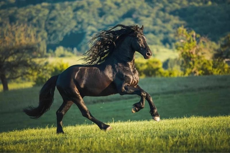 180 картинок с красивыми лошадьми #8
