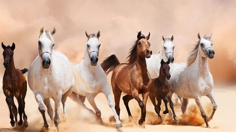 180 картинок с красивыми лошадьми #157