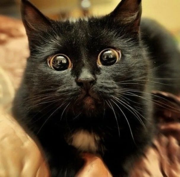 120 картинок с черными котами и котятами #92