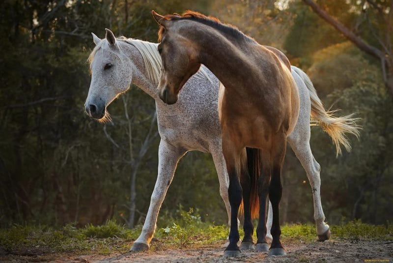 180 картинок с красивыми лошадьми #17