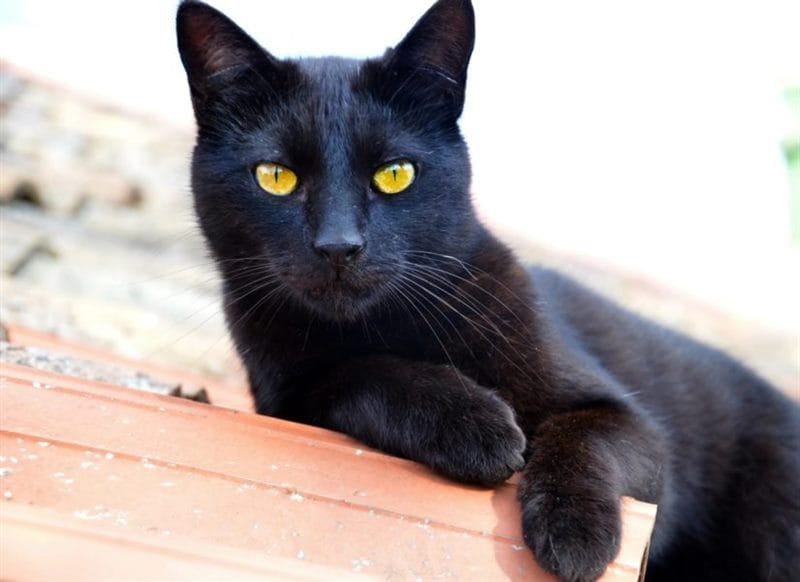 120 картинок с черными котами и котятами #35