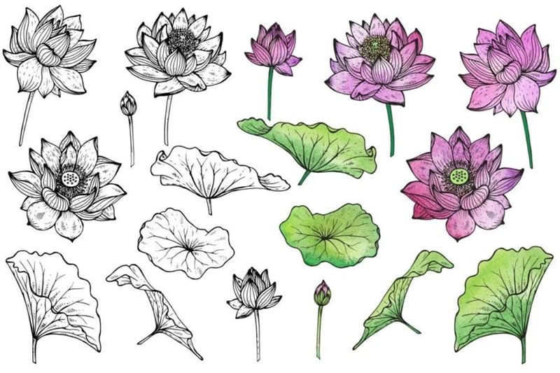 100 рисунков красивых цветов #35