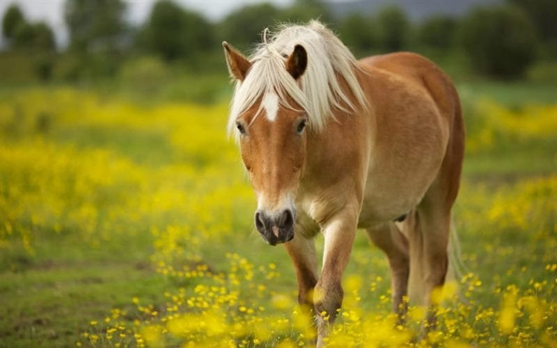 180 картинок с красивыми лошадьми #46