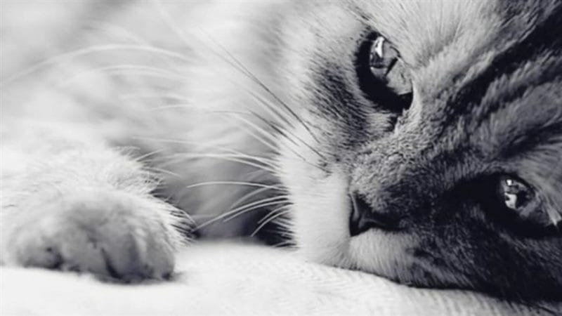 110 фото грустных и плачущих котиков и котят #11