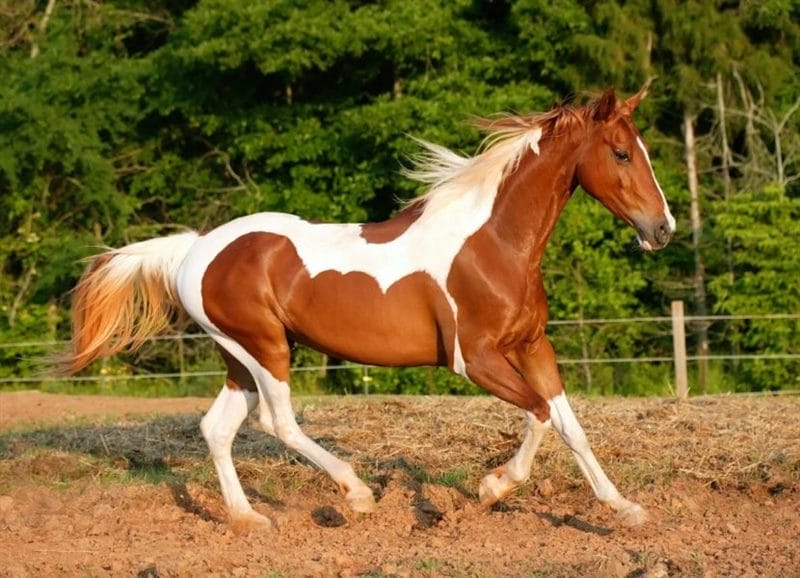 180 картинок с красивыми лошадьми #125