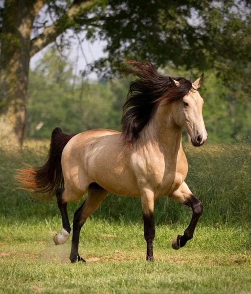 180 картинок с красивыми лошадьми #165