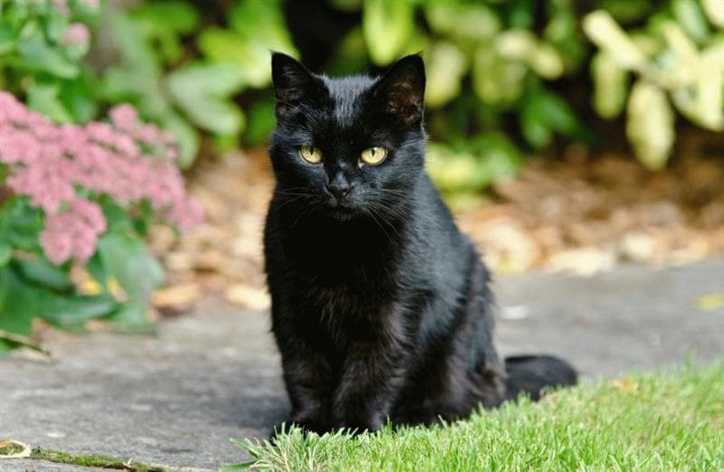 120 картинок с черными котами и котятами #111