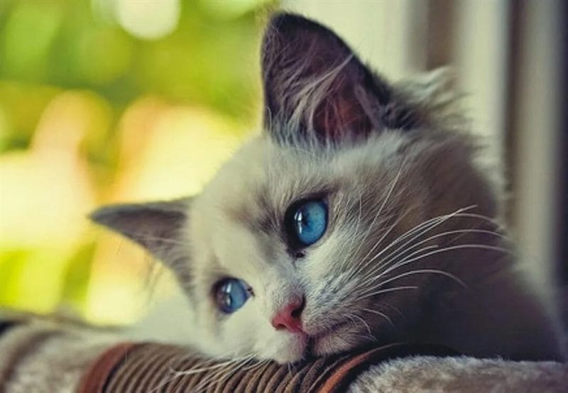110 фото грустных и плачущих котиков и котят #50