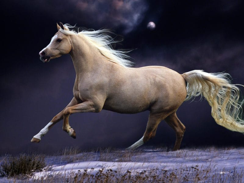 180 картинок с красивыми лошадьми #128