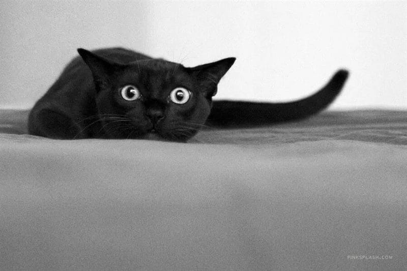 120 картинок с черными котами и котятами #55