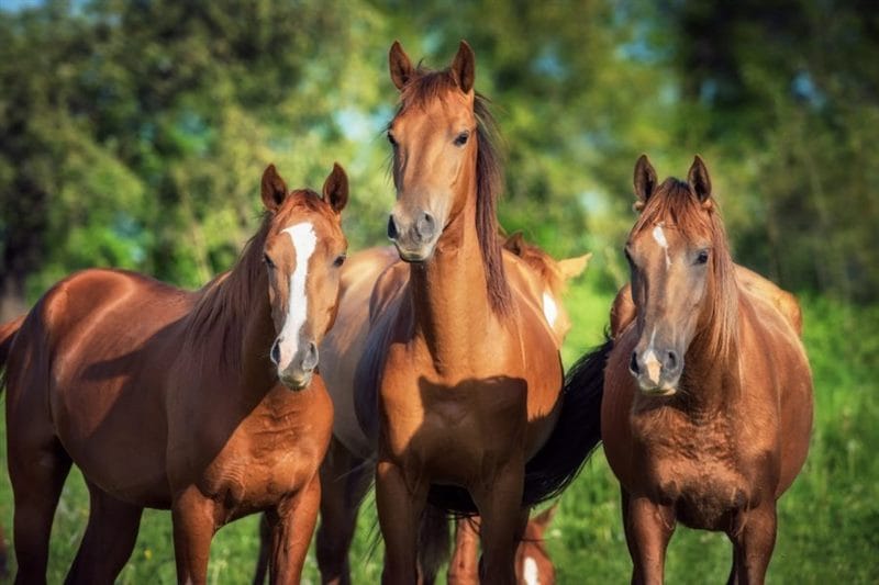 180 картинок с красивыми лошадьми #20