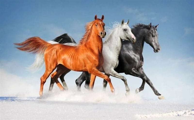 180 картинок с красивыми лошадьми #2