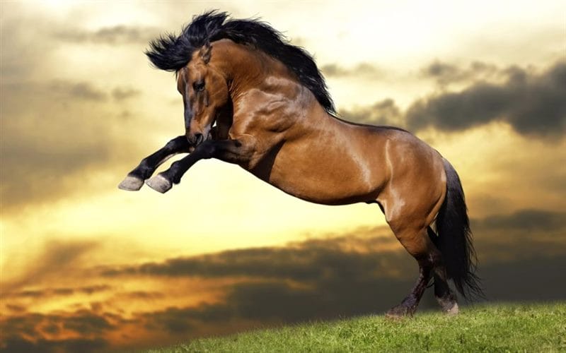 180 картинок с красивыми лошадьми #120