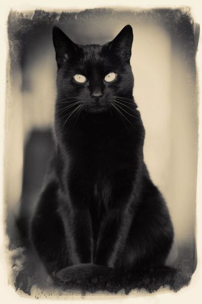 120 картинок с черными котами и котятами #78