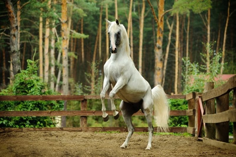 180 картинок с красивыми лошадьми #26