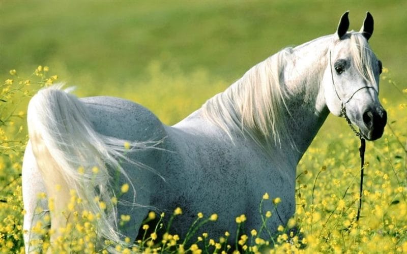 180 картинок с красивыми лошадьми #92