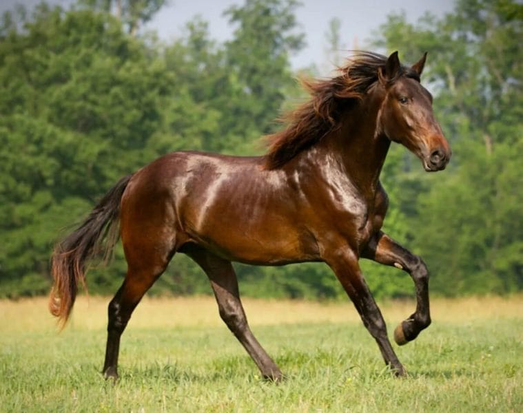 180 картинок с красивыми лошадьми #123