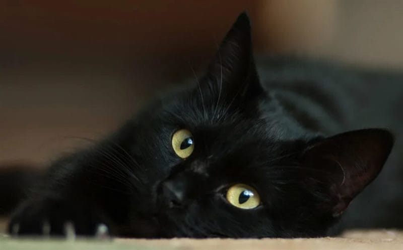 120 картинок с черными котами и котятами #83