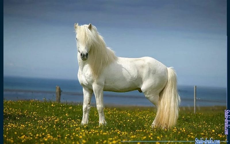 180 картинок с красивыми лошадьми #79