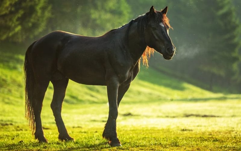 180 картинок с красивыми лошадьми #143