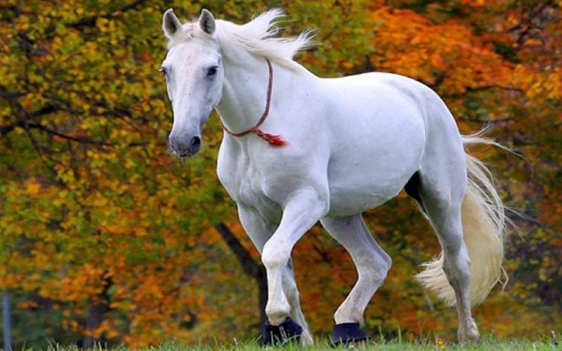 180 картинок с красивыми лошадьми #38