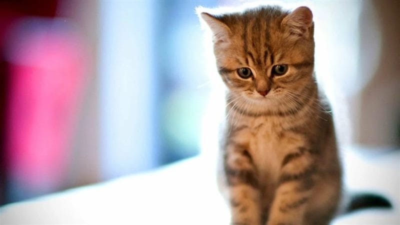 110 фото грустных и плачущих котиков и котят #61