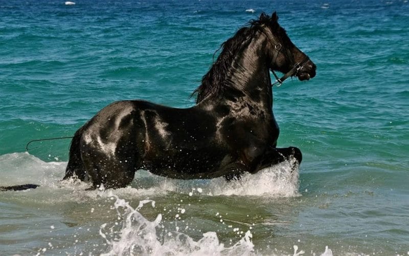 180 картинок с красивыми лошадьми #150