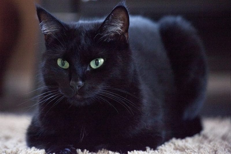 120 картинок с черными котами и котятами #81