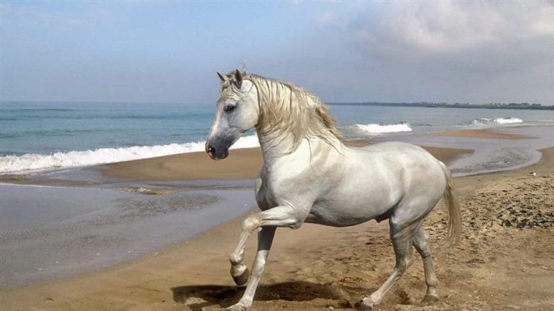 180 картинок с красивыми лошадьми #130