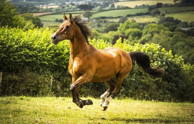 180 картинок с красивыми лошадьми #10