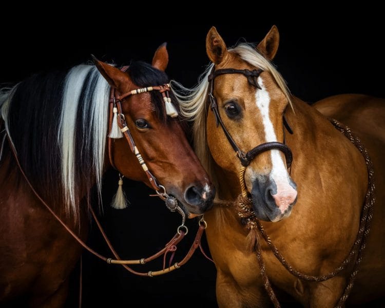 180 картинок с красивыми лошадьми #144