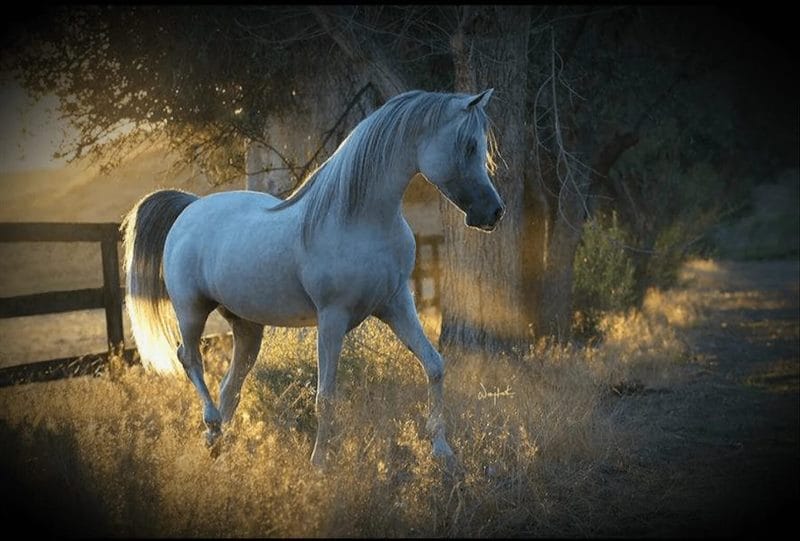 180 картинок с красивыми лошадьми #7