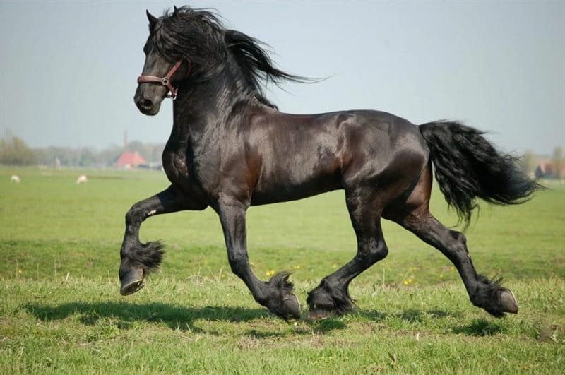 180 картинок с красивыми лошадьми #62