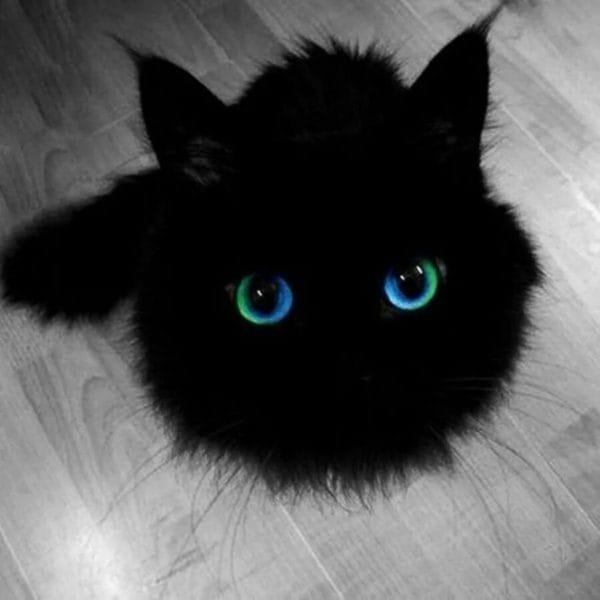 120 картинок с черными котами и котятами #36