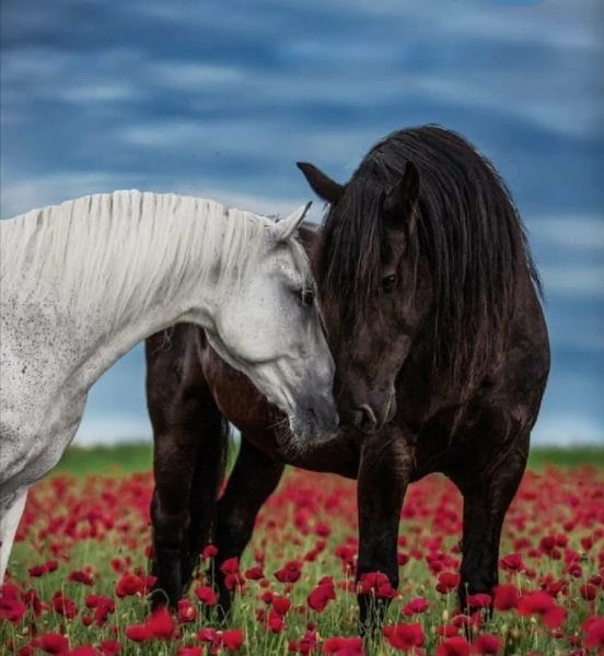 180 картинок с красивыми лошадьми #124