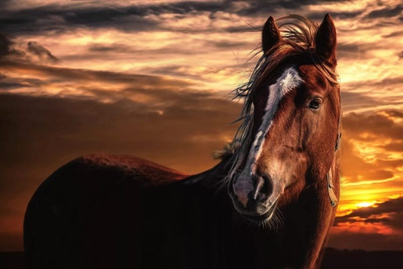 180 картинок с красивыми лошадьми #155