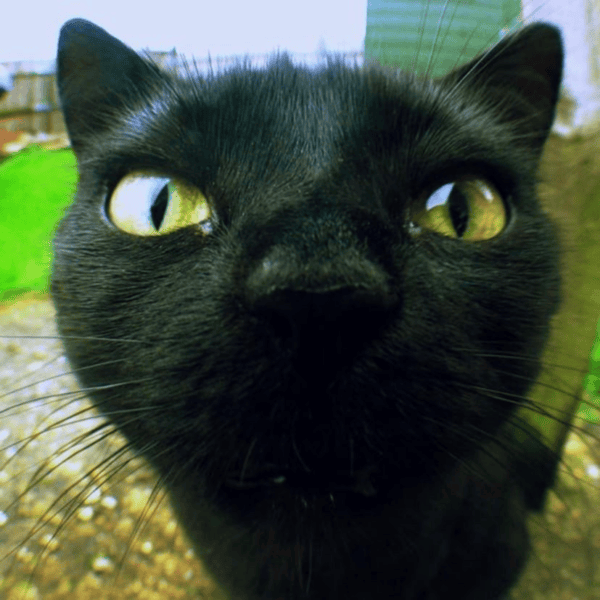 120 картинок с черными котами и котятами #61
