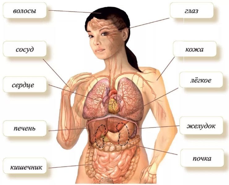 Анатомия человека в 40 картинках: внутренние органы #14