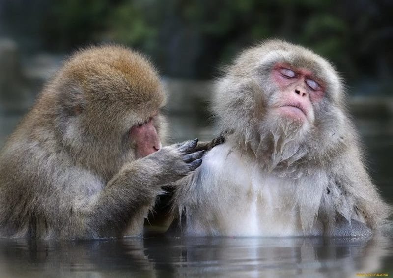 75 смешных и просто прикольных фото обезьян #5