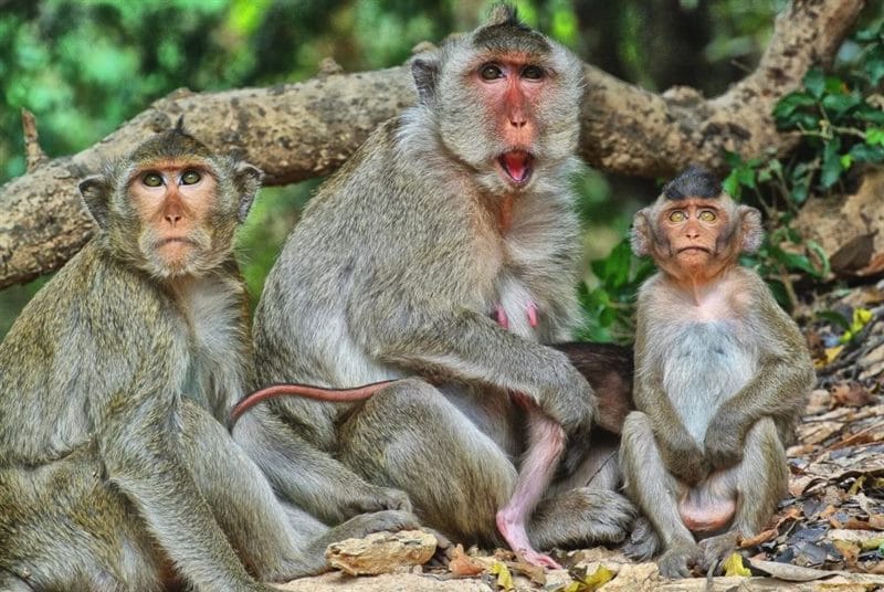 75 смешных и просто прикольных фото обезьян #73