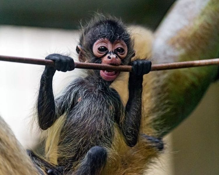 75 смешных и просто прикольных фото обезьян #72